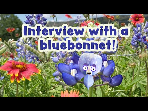 Interview with a Bluebonnet--plant life cycle for kids!