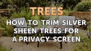 How to Trim Silver Sheen Trees for a Privacy Screen