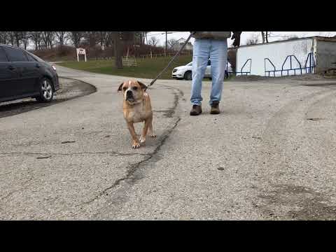 Ozzie, an adopted English Bulldog & Boston Terrier Mix in Kittanning, PA_image-1