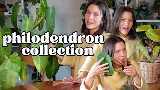 All My Philodendrons in One Video | Philodendron Collection Tour!