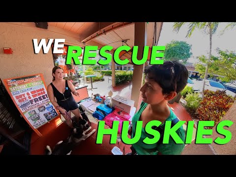 Saving Huskies and Promoting Responsible Ownership: A Conversation with GTS Huskies