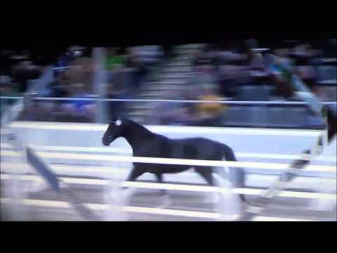 Galayo la Silla - Count Grannus -Brandenburger