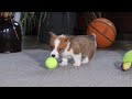 Welsh Corgi Pembroke dogs for sale: Herman - Video 1