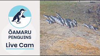 Oamaru Blue Penguin Colony