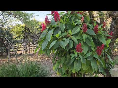 Vendido, 17/10/2025 sítio 54.450m2,valor 650 mil reais, Joaquim Távora PR, 3.5 km do asfalto.