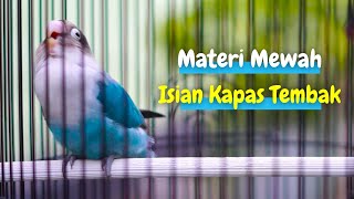 Download lagu Masteran Lovebird Gacor Isian Kapas Tembak Buat Labet Lain Ikut Jadi Fighter Langsung Ngekek Panjang mp3 Download lagu Masteran Lovebird Gacor Isian Kapas Tembak Buat Labet Lain Ikut Jadi Fighter Langsung Ngekek Panjang mp3