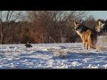 Optical Oasis - Coyote Hunting Rabbit