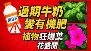 過期牛奶這樣用，花開爆棚、綠到發亮！
