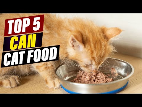 Can Kittens Eat Adult Cat Food? A Vet Explains