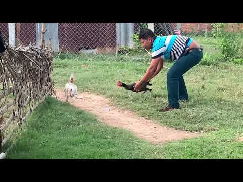 Wow chicken fighting