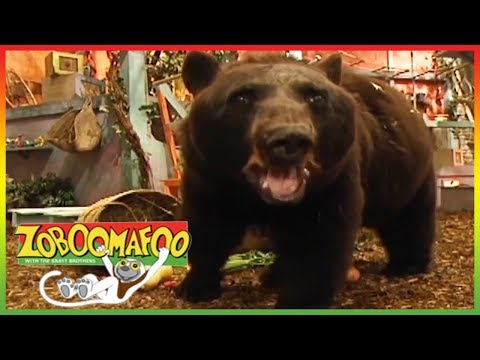 🐵🐻 Zoboomafoo 123 | Bears | Animal shows for kids | Full Episode | HD 🐵🐻