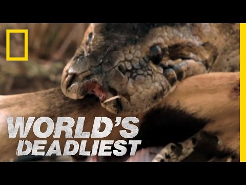 Python Eats Antelope | World's Deadliest