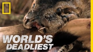 World's Deadliest - Python Eats Antelope