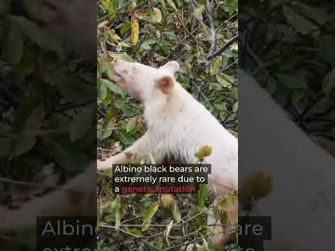 Video shows rare albino Asian black bear