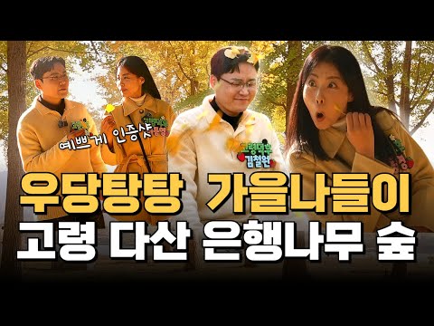 죽기 전에 꼭 가야 할 가을 명소… 고령 다산 은행나무 숲이 이렇게 변했습니다