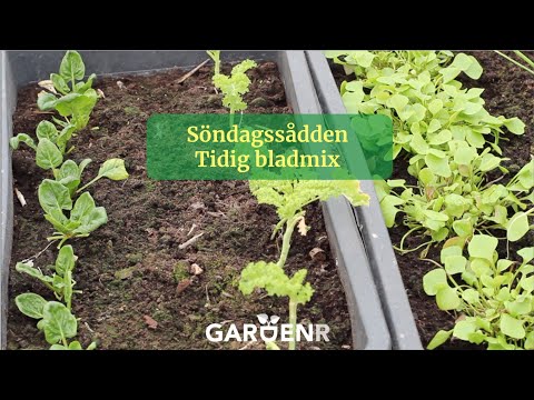 Söndagssådden - Tidig bladmix - Trädgårdshacks med GardenR