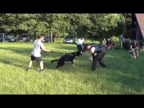 Odchov "CH" Suché Lazce Chester a Charli