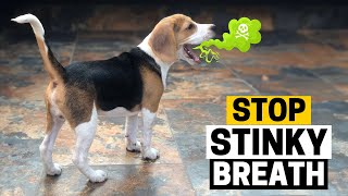Bad Breath in a Beagle? Here