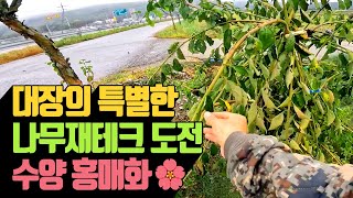 대장의 특별한 나무 재테크 도전 수양 홍매화 | 나무대장