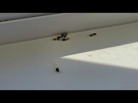 Carpenter Ants Swarm a Home in Farmingdale, NJ