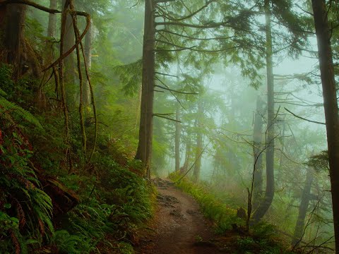 Oregon Coast on the Canon C50 + DZO Film Vespid ii Lenses