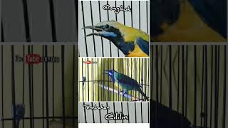 Download lagu cucak cungkok ,nembak cililin panjang mp3