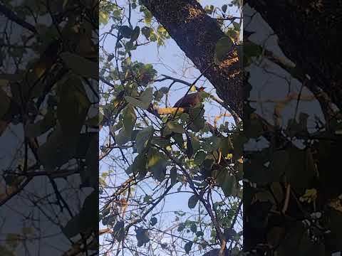 Jacu na Praça João Nazaré em Coqueiral no Sul de Minas Gerais