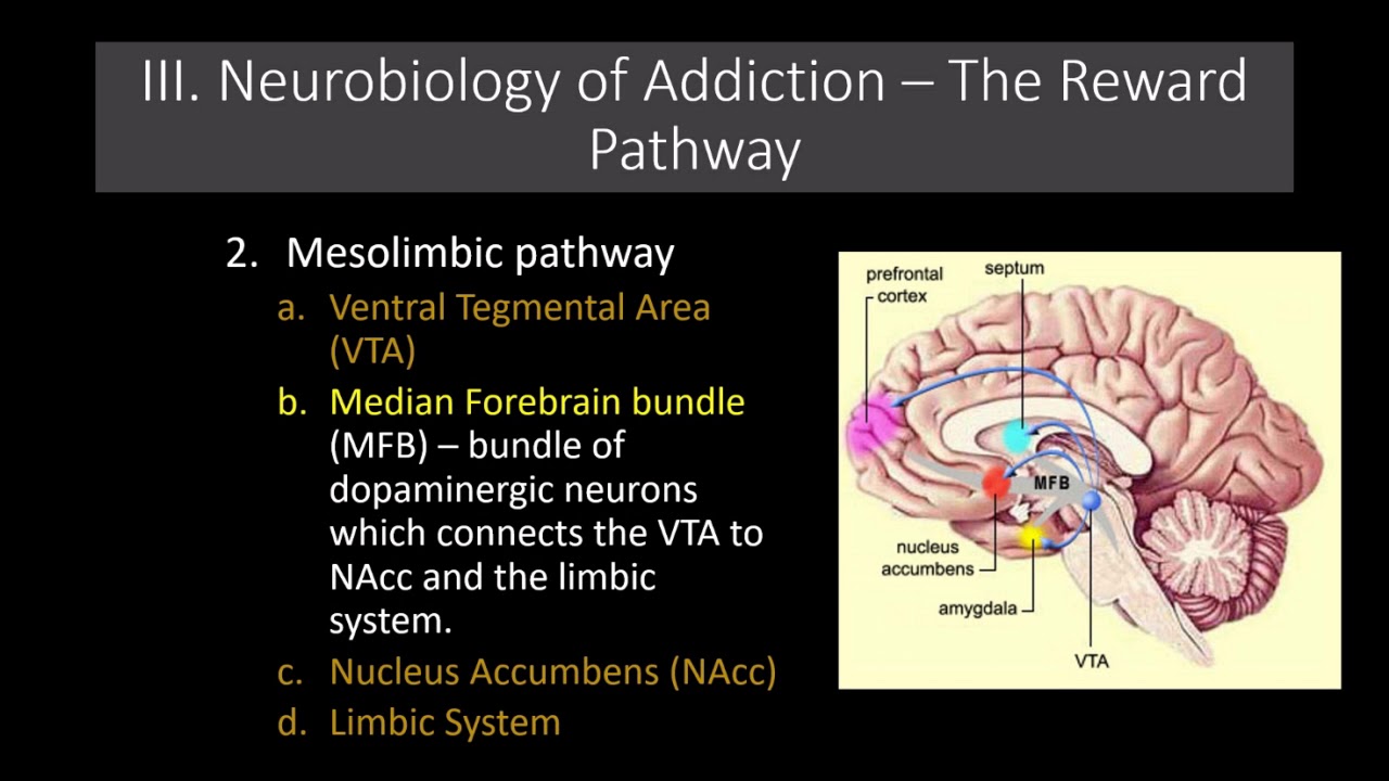 Lecture 11   The Neurobiology of Addiction  The Reward Pathway