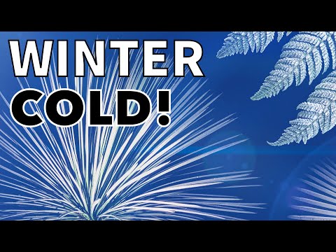 Garden Microclimates, Frost Protection & Tropical Plants React to a Winter Freeze (A night tour!)