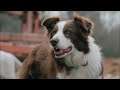 Hunde Video für Kinder und Kleinkinder - Kurzes Tiervideo mit Musik - mit Welpen