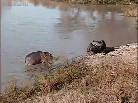 Baby Hippo trying to intimidate a Water Buffalo at Djuma  May 13, 2014