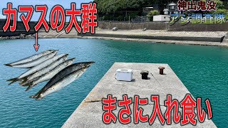 まさに入れ食い！アジングでカマス大爆釣！【神出鬼没！アジ調査隊#4】