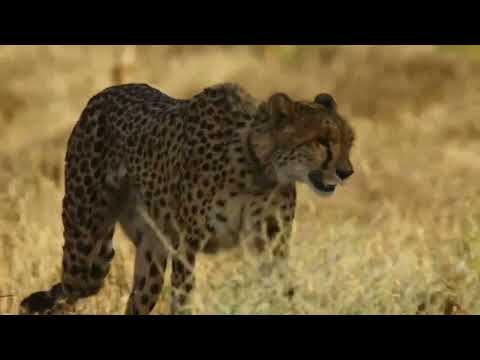 A Cheetah's Pride S01E03 | Lost and Found | New Documentary 2025