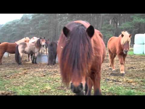 FIZO-Seminar Kronshof 20./21.11.2010