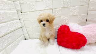 ハーフ犬の動画01