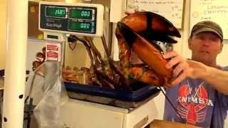preview picture of video 'Nides -17.59 POUNDS GIANT LOBSTERZILLA  WEIGHING IN - ALIVE  9/13/09 PART 2 of 4'