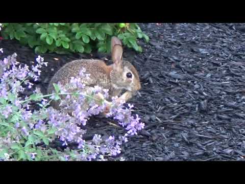 Habitat Blooms video.