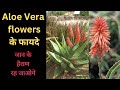 Aloe Vera Flower Benefits Aloe Vera Flowers Benefits In Hindi Aloe Vera Flower Uses Aloe Vera Flower