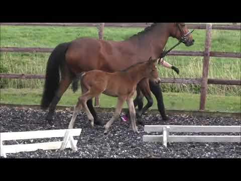 Stutfohlen von Macchiato - Fürst Belissaro