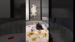 Download lagu Korban Selingkuh #catlovers #catlover #kucing #selingkuh #ngakak #ngakakkocak #fyp #viral #lucu mp3 Download lagu Korban Selingkuh #catlovers #catlover #kucing #selingkuh #ngakak #ngakakkocak #fyp #viral #lucu mp3