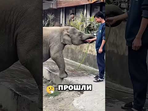 Самые шокирующие моменты в дикой природе! 😱🐾