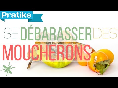 Comment se débarrasser des moucherons