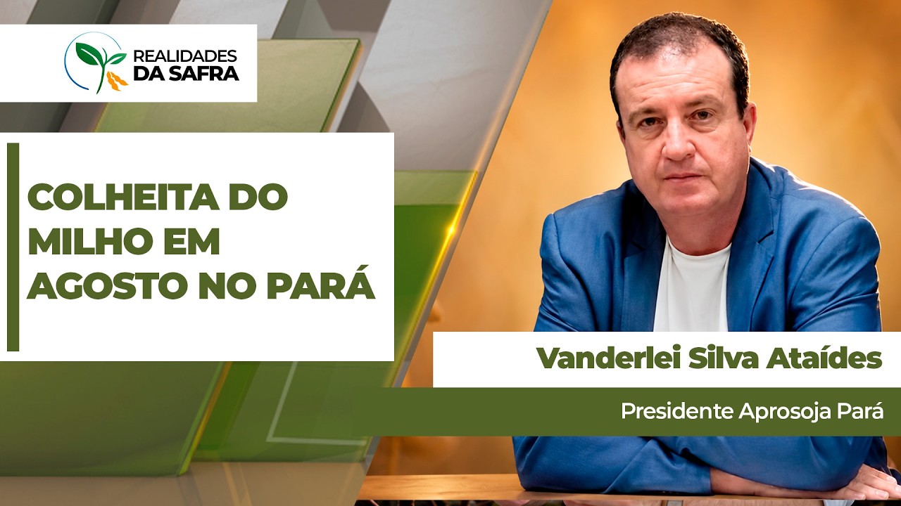 Após encerramento da soja, Pará tem bom desenvolvimento do milho e colheita deve começar em agosto