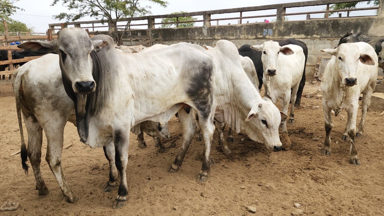 GADO FÊMEA DE 500 REAIS EM CARUARU-PE  05-11-2024 #nordeste