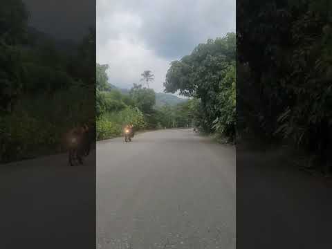 viajando por la troncal occidente cerca a a Tarazá antioquia #shorts