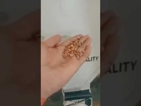 Automatic ms pulses destoner, three phase