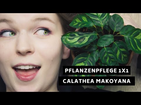 , title : 'Pflanzenpflege 1x1: Calathea Makoyana - Pflege, Standort, Überwinterung und mehr!'