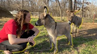 She's a Micro Mini Donkey!
