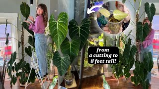 the growth journey of philodendron glorious! + one last extension 🤭