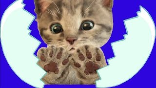 Little Kitten Cat Fun Videos for Kids | My Favorite Cat Little Kitten | Pet Care Games for Baby